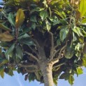 Magnolia grandiflora 'Galissonnière' - 2