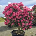Rhododendron yakushimanum 'Fantastica' - 1
