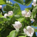 Cydonia Oblonga - Afbeelding bloei