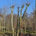 Platanus x Hispanica - 1