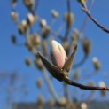 Magnolia soulangeana 'Manchu Fan' - 3
