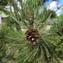 Pinus nigra Oregon Green - Foto 4