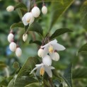 Styrax japonicus - impressie bloei in mei