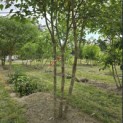Broussonetia papyrifera - 3