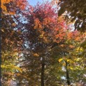 Fagus sylvatica 'Atropunicea' - Foto 2
