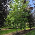 Castanea Sativa - JULI 2026