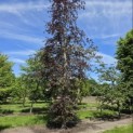 Fagus sylvatica 'Atropunicea' - 4