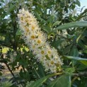 Prunus laurocerasus 'Novita' - Foto 5