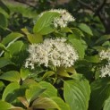 Cornus controversa - 1