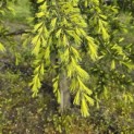 Cedrus deodara 'Aurea' - 6