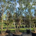 Quercus Suber - Foto 1