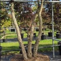 Quercus Suber - Foto 2