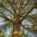 Pinus Pinea - 4