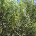 Pinus Pinea - 3