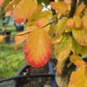 Parrotia persica - 2