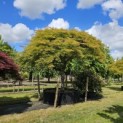 Acer palmatum 'Dissectum' - Foto 1
