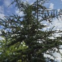Cedrus libani - Foto 3