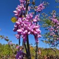 Cercis siliquastrum - 2
