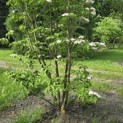 Cornus kousa 'Stellar Pink' - 7