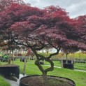 Acer palmatum 'Garnet' - 2