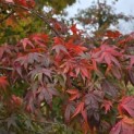 Acer palmatum - 5