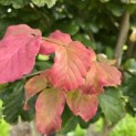 Parrotia persica - Foto 1