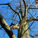 Carpinus betulus - 1