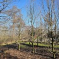 Carpinus betulus - 5