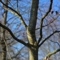 Carpinus betulus - 2