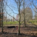 Carpinus betulus - 4
