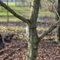Carpinus betulus - 3