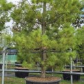 Pinus strobus - Foto 3
