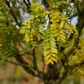 Gleditsia triacanthos ‘Elegantissima’ - herfstkleur