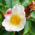 Stewartia Rostrata impressie bloei op latere leeftijd