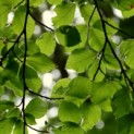 Fagus sylvatica - impressie zomerblad groene beuk