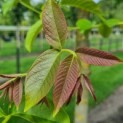 Juglans regia - Afbeelding 1