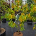 Asimina Triloba - Foto 3