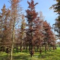 Fagus sylvatica 'Atropunicea' - 2