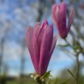 Magnolia 'Betty' - 7
