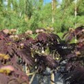 Albizia julibrissin 'Summer Chocolate' - Foto 8