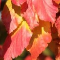Parrotia persica 'Vanessa'