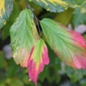Parrotia persica 'Vanessa'