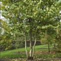 Platanus x hispanica - Foto 3