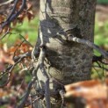 Fagus sylvatica - 1