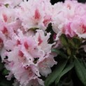 Rhododendron 'Progres' - 1