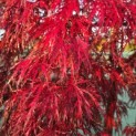 Acer palmatum 'Garnet' - 1
