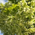 Acer platanoides 'Drummondii' - 2