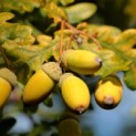 Quercus cerris - impressie eikels