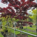 Acer palmatum 'Bloodgood' - 6