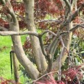 Acer palmatum 'Atrolineare' - 4